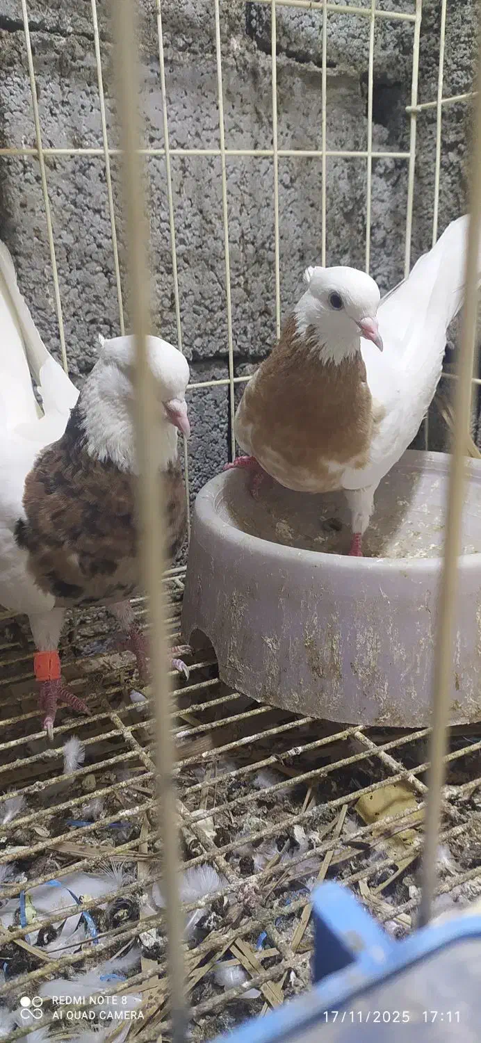 کبوتر طوقی پنج جفت|پرنده|آبپخش, |دیوار