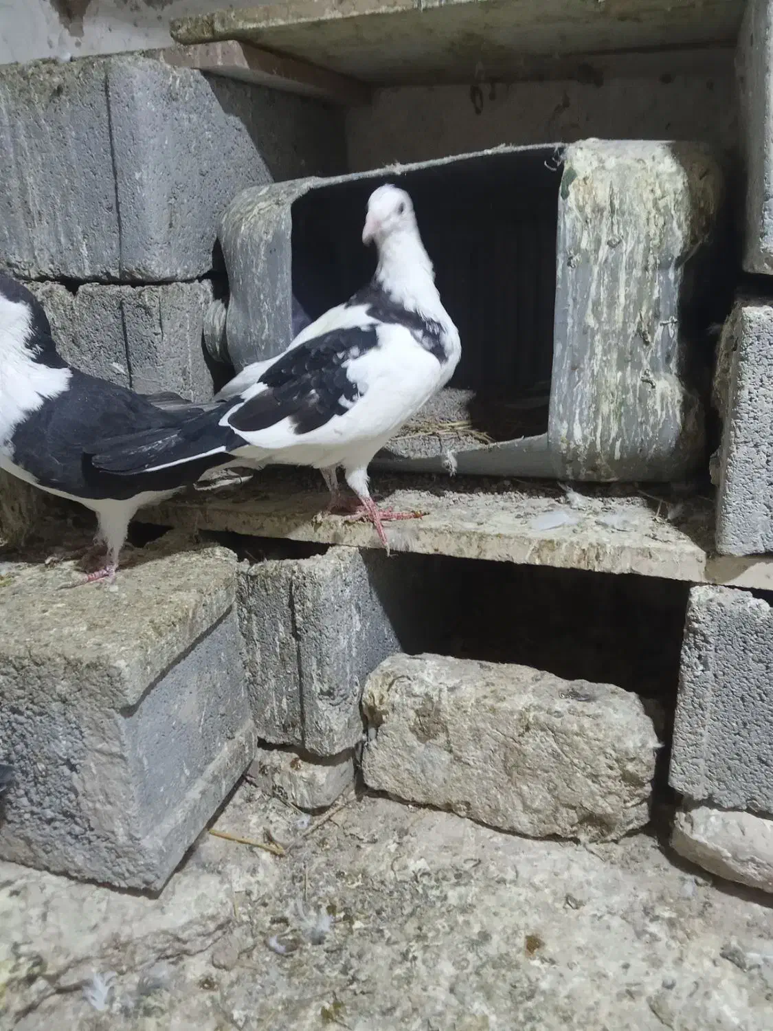 کفترنرابلغ300|پرنده|شیروان (خراسان), |دیوار