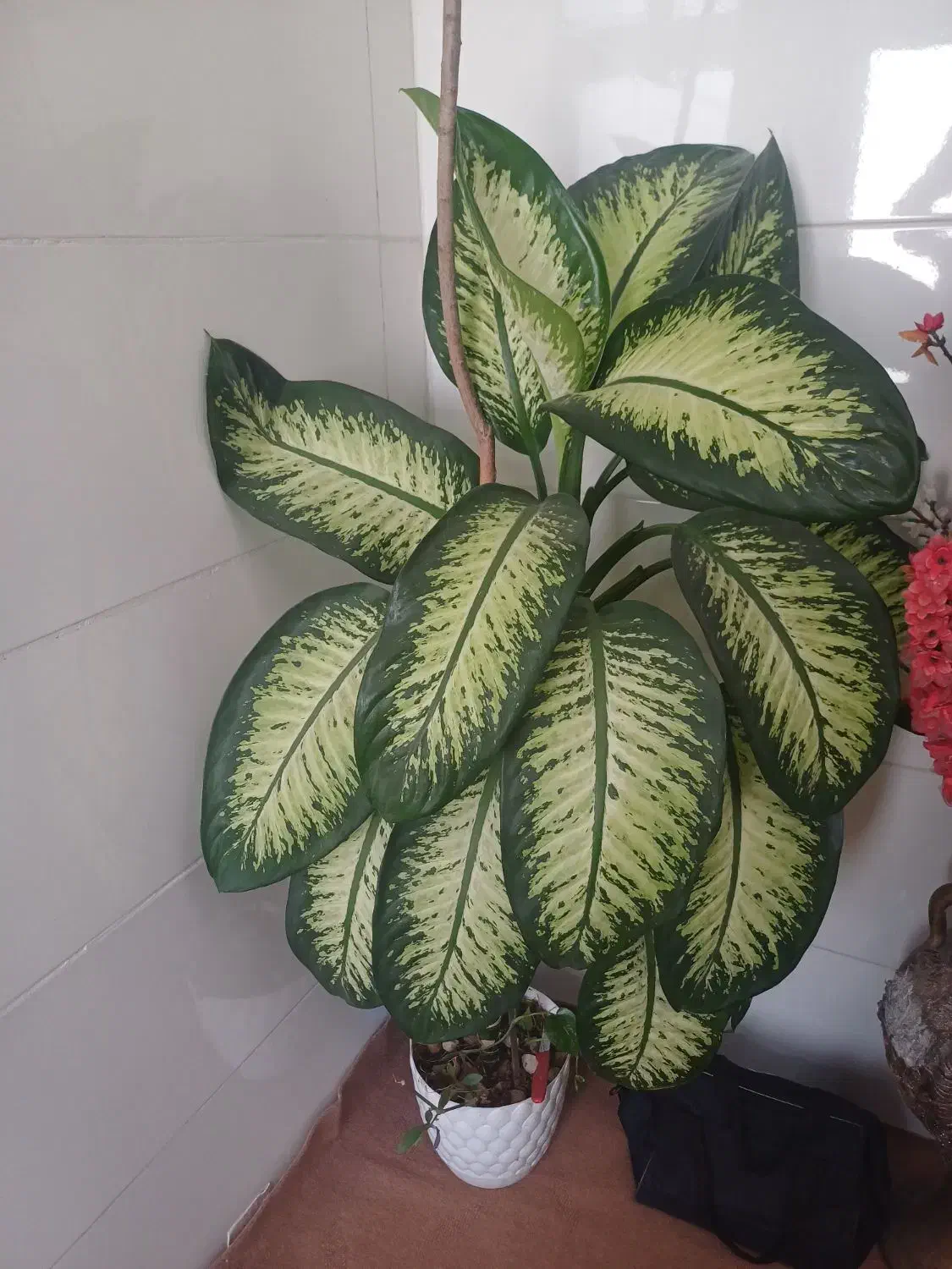 گل آپارتمانی گل خانه گی|گل و گیاه طبیعی|سرپل ذهاب, |دیوار