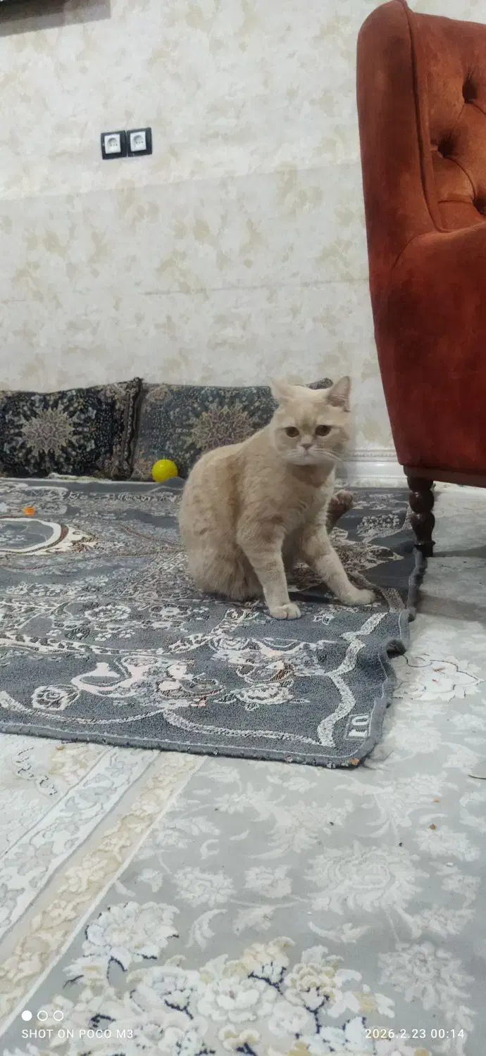 واگذاری گربه|گربه|آبادان, |دیوار