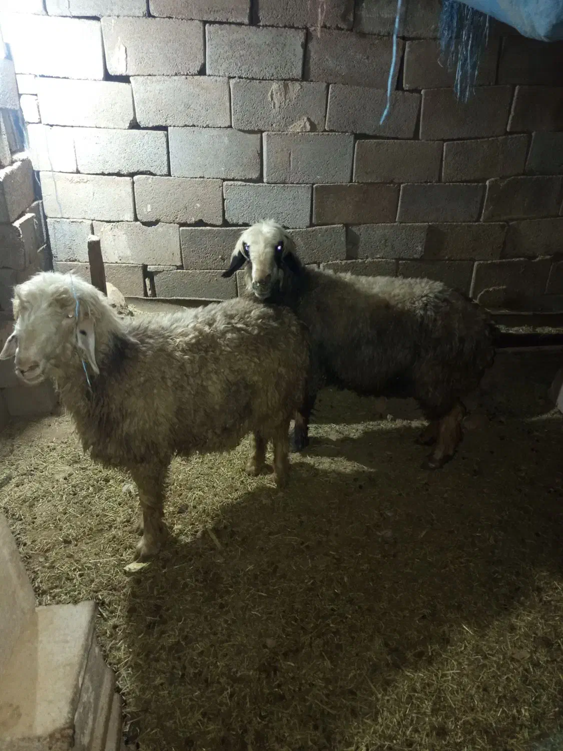 3عددمیش|حیوانات مزرعه|لردگان, |دیوار