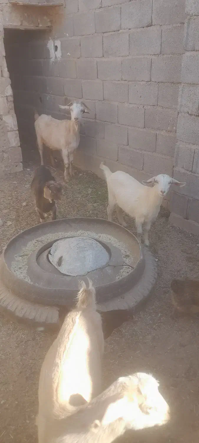 فروش بزوبزغاله|حیوانات مزرعه|فردوس (خراسان), |دیوار