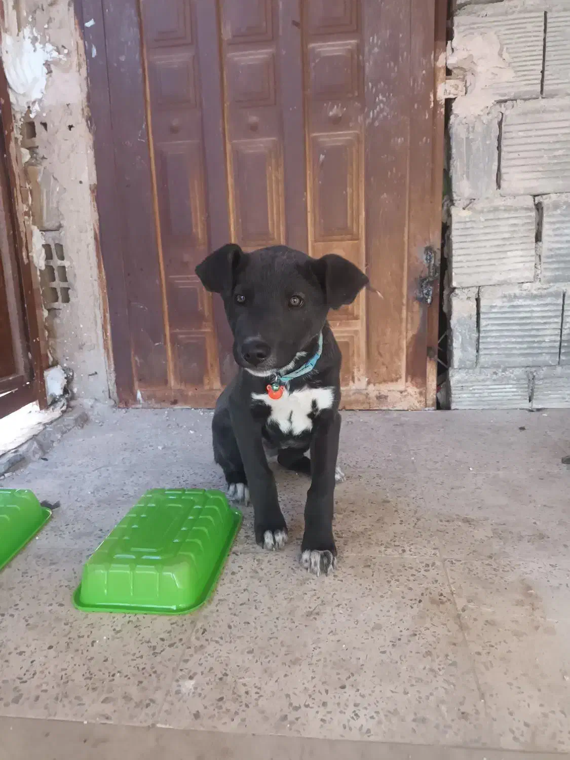 سگ میکس|سگ|شاهین‌شهر, ۹ دی|دیوار