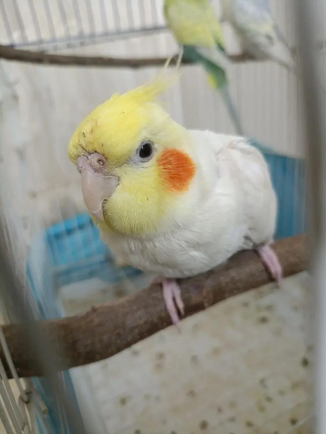 عروس هلندی|پرنده|تربت جام, والفجر|دیوار