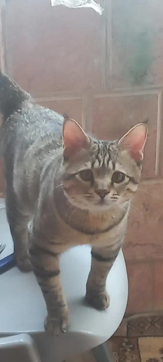 واگذاری گربه ۶ ماهه|گربه|مشهد, کوشش|دیوار