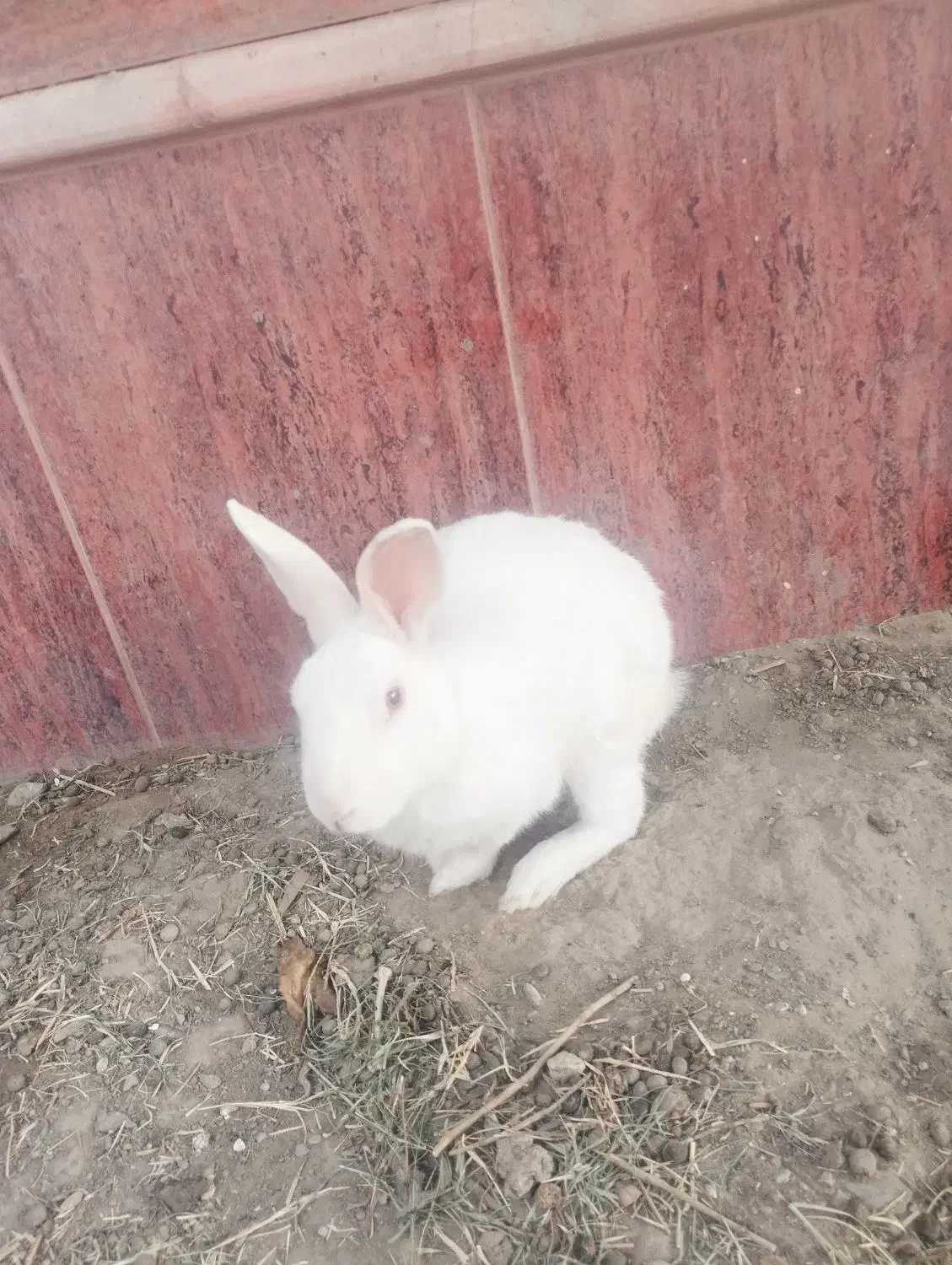 خرگوش سفید|موش و خرگوش|زابل, |دیوار