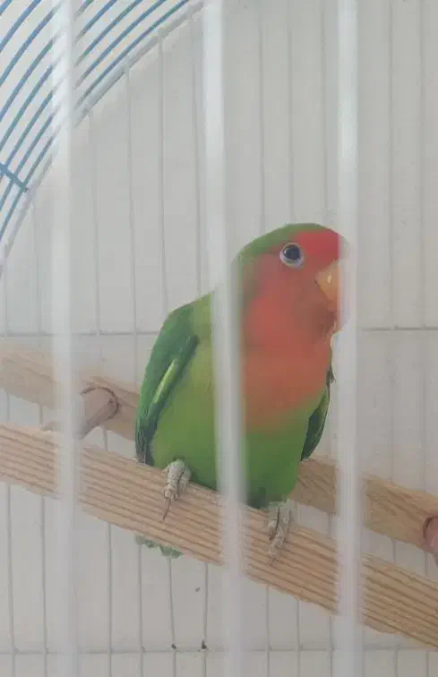 کوتوله برزیلی|پرنده|مرودشت, فرهنگ|دیوار