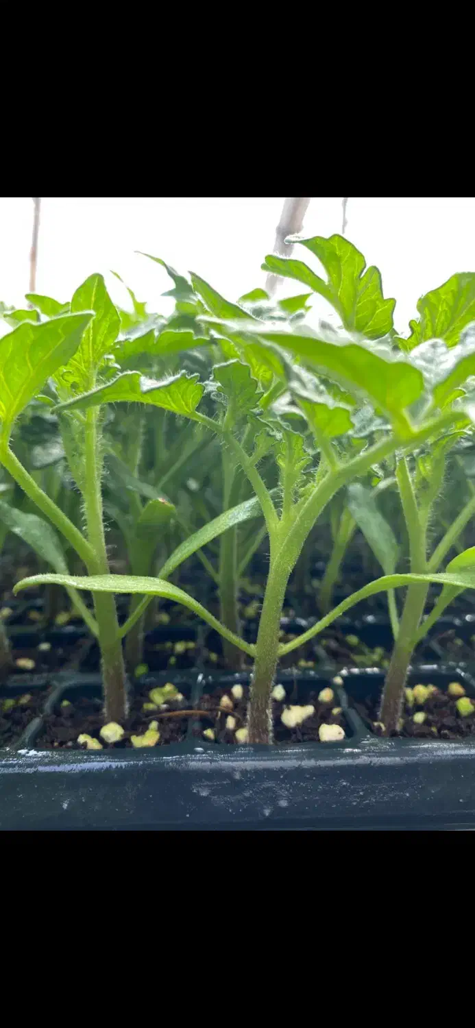 نشا گوجه برنتا ، بدرو ، بروویو|خدمات باغبانی و درختکاری|کهنوج, |دیوار