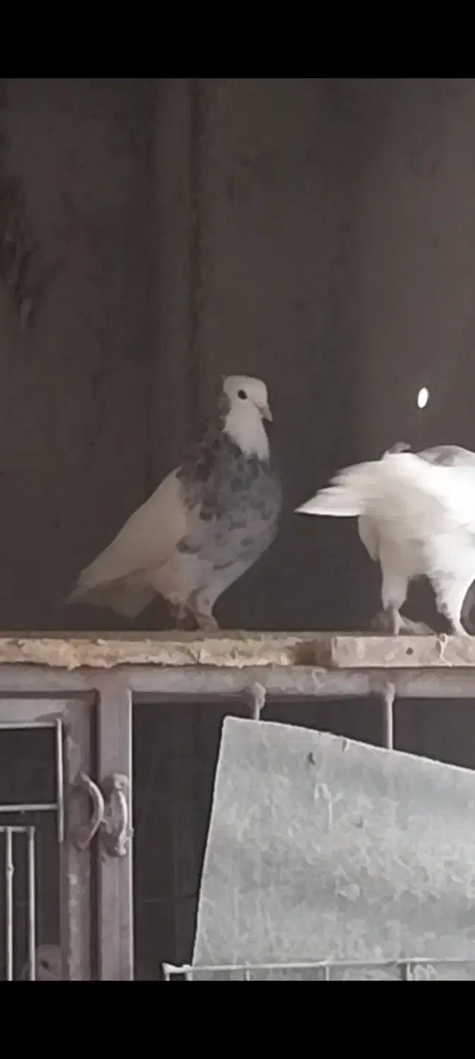 طوقی هفت رنگ ) تماس توضیحات|پرنده|قزوین, |دیوار