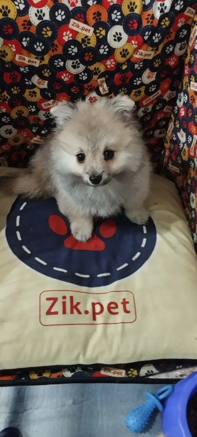 پامر عروسکی بسیار ریز|سگ|کهریزک, |دیوار