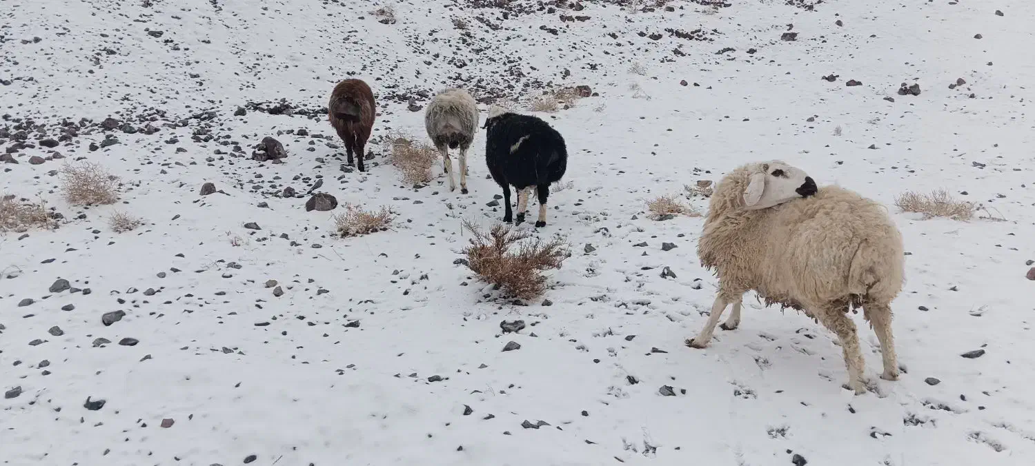 بره نر|حیوانات مزرعه|شاخنات, |دیوار