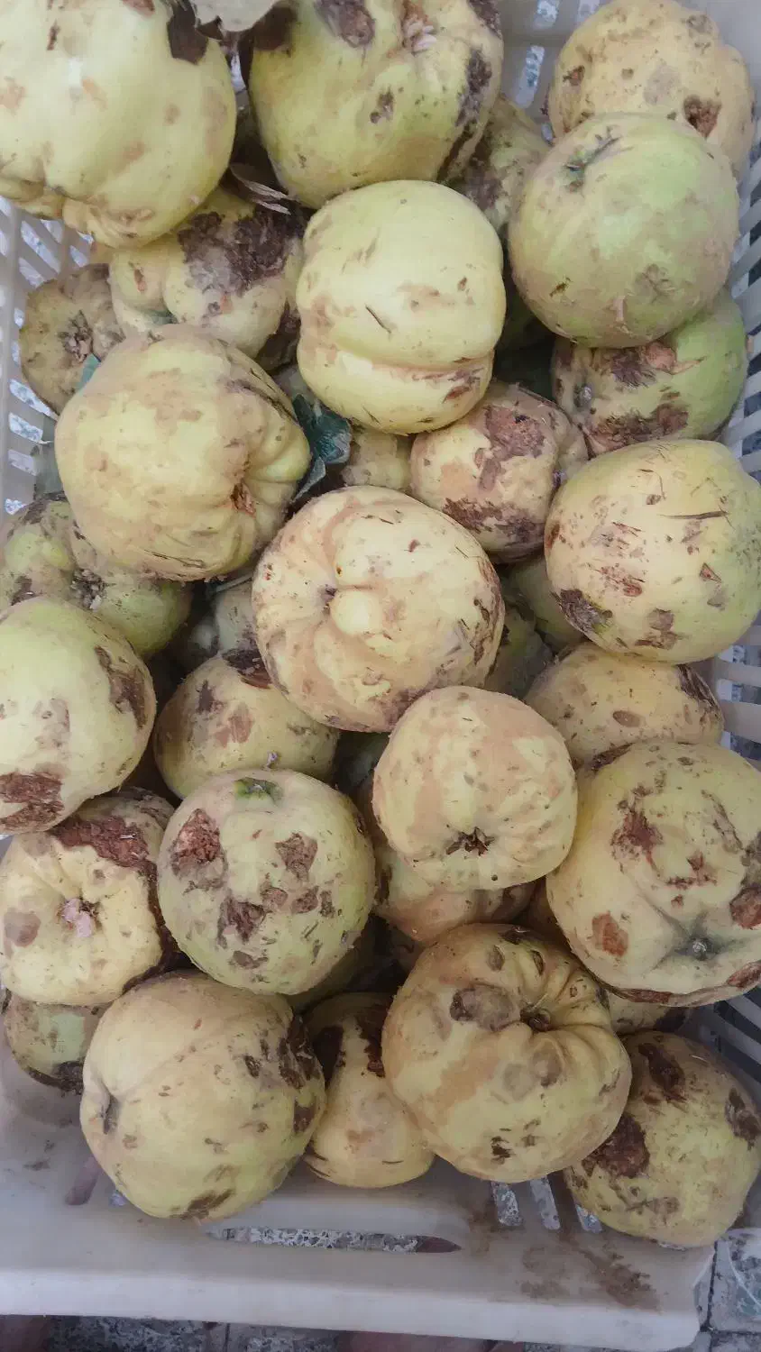 فروش ((به)) درجه ۱ ودرجه۲|خدمات باغبانی و درختکاری|بهمن صغاد, |دیوار