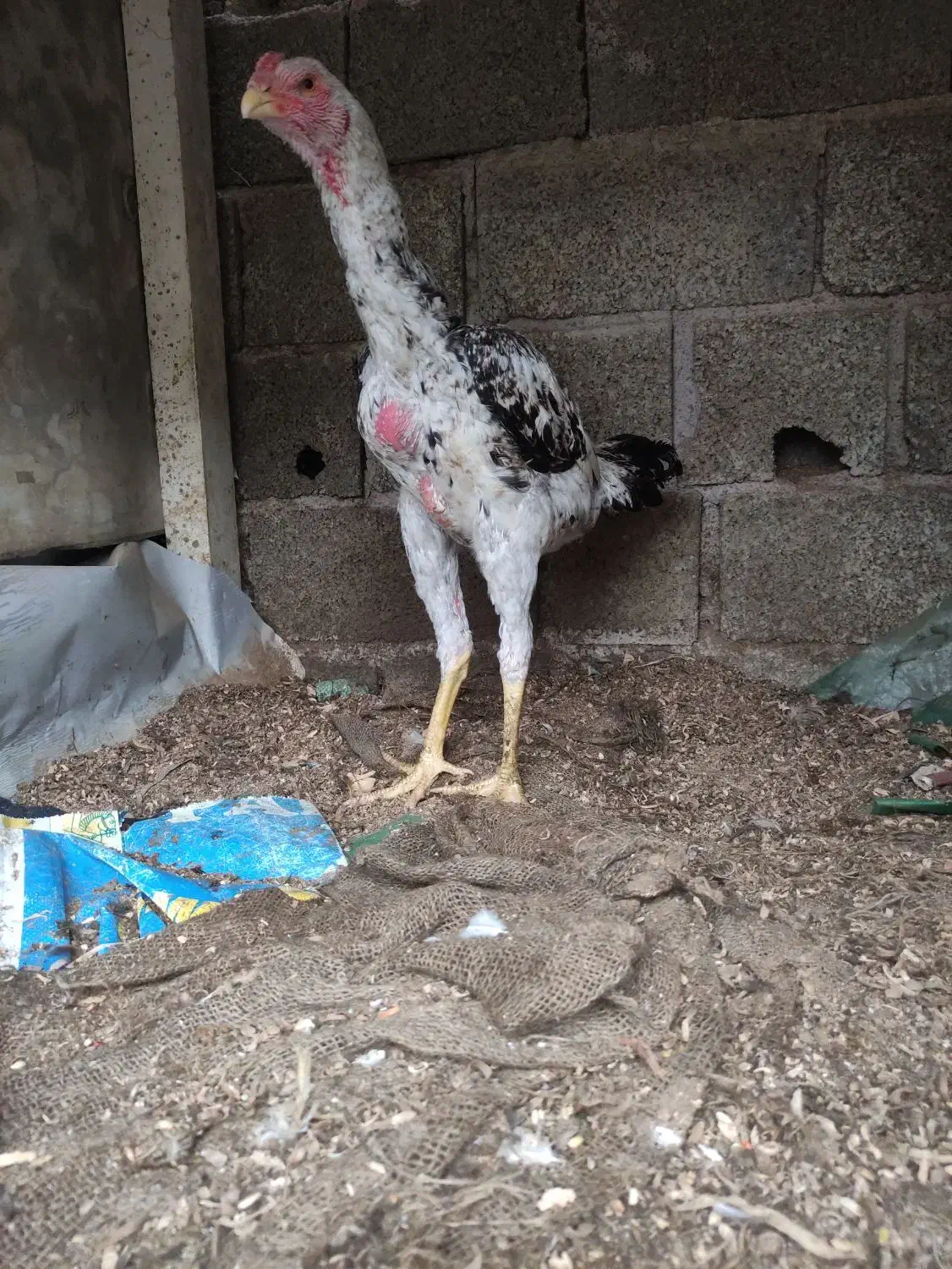 2عدد خروس لاری دوسر افغان|حیوانات مزرعه|املش, |دیوار