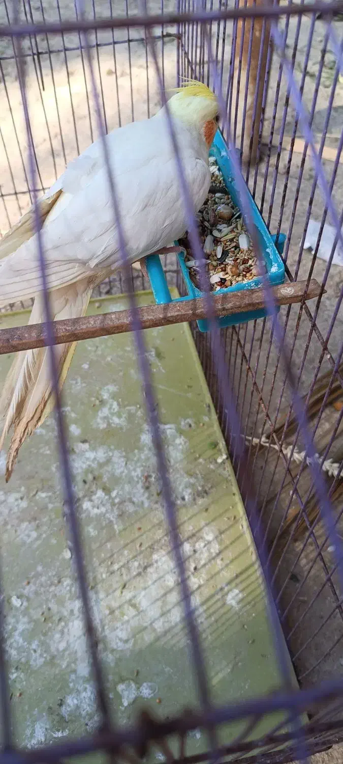 ...|پرنده|هندیجان, |دیوار