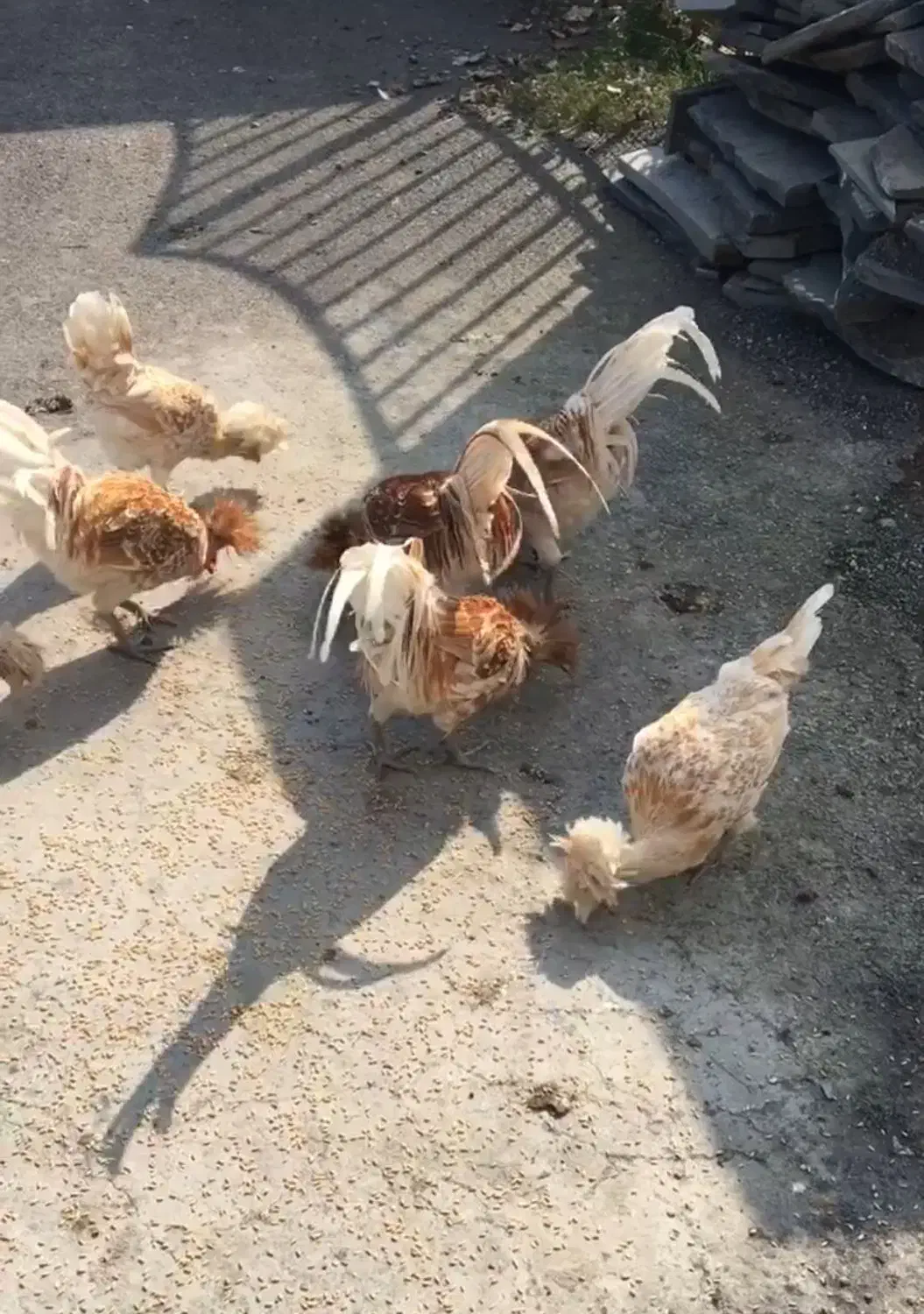 مرغ و خروس|حیوانات مزرعه|نوشهر, |دیوار