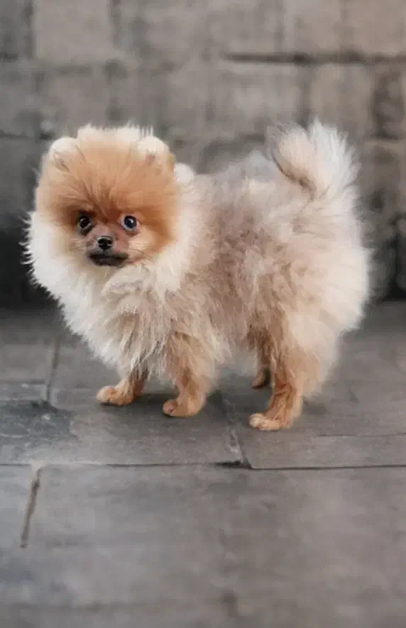 سگ‌پامر،پامرانین خرسی نر‌،پاکوتاه،فانتزی،اپارتمانی|سگ|تهران, اوقاف|دیوار