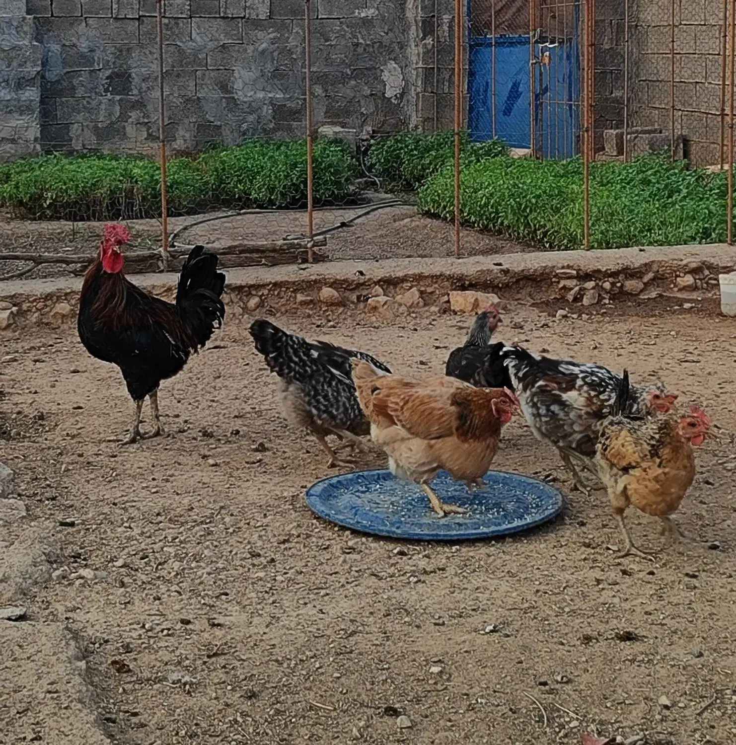 مرغ و خروس محلی|حیوانات مزرعه|لنده, |دیوار