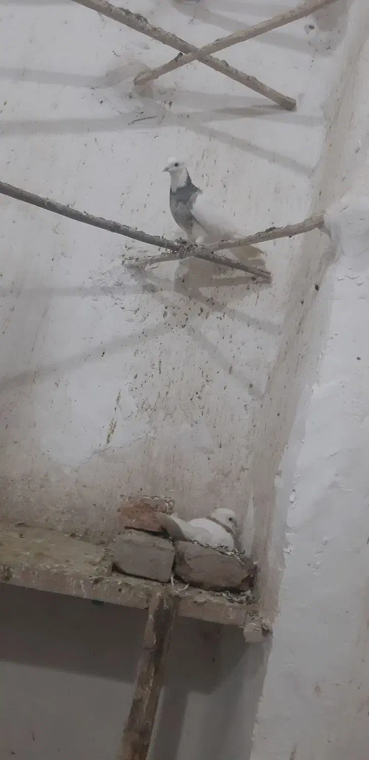 کبوتر طوقی|پرنده|سنقر, |دیوار