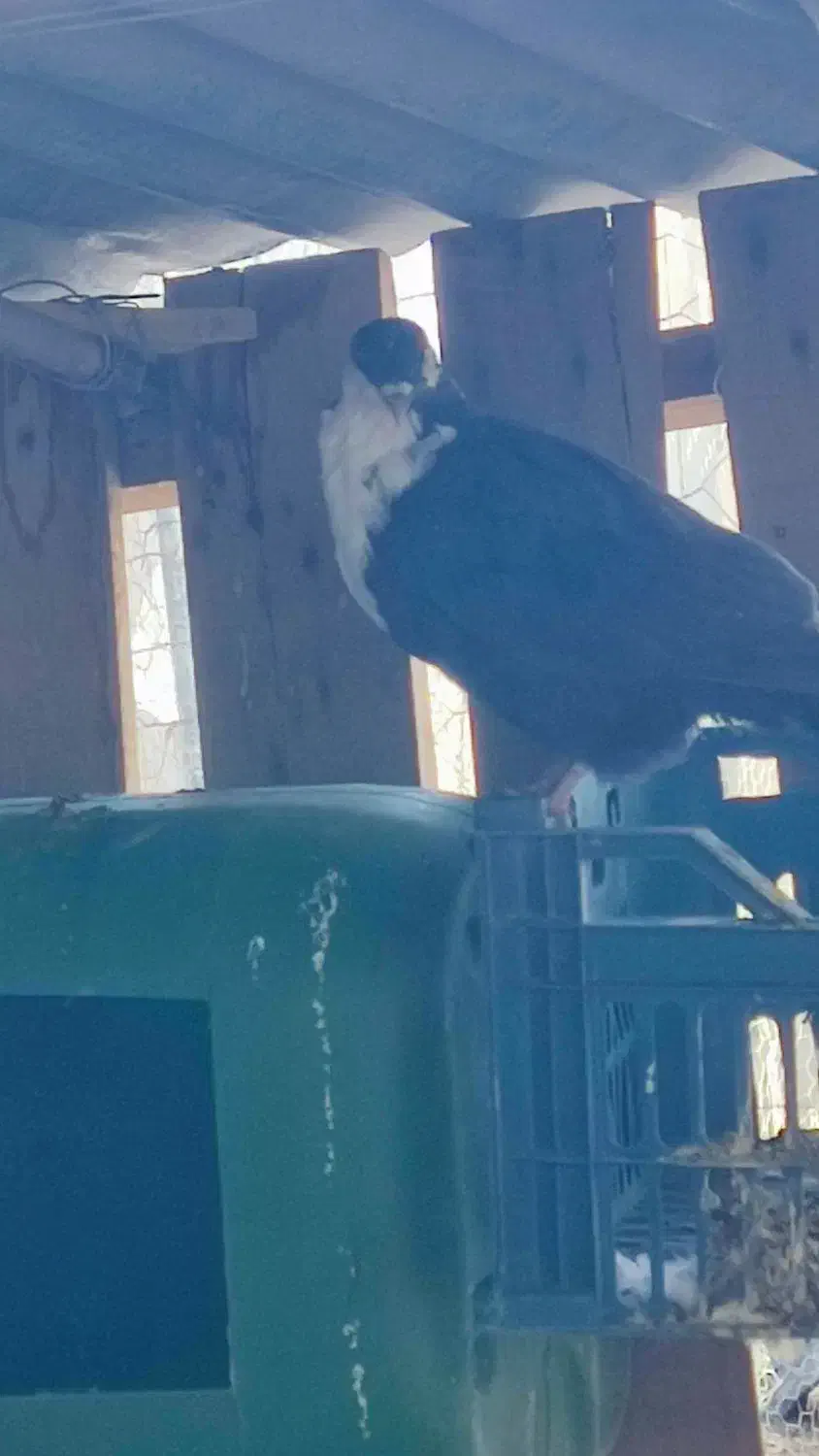 فروش کبوتر ریش|پرنده|خاش, |دیوار