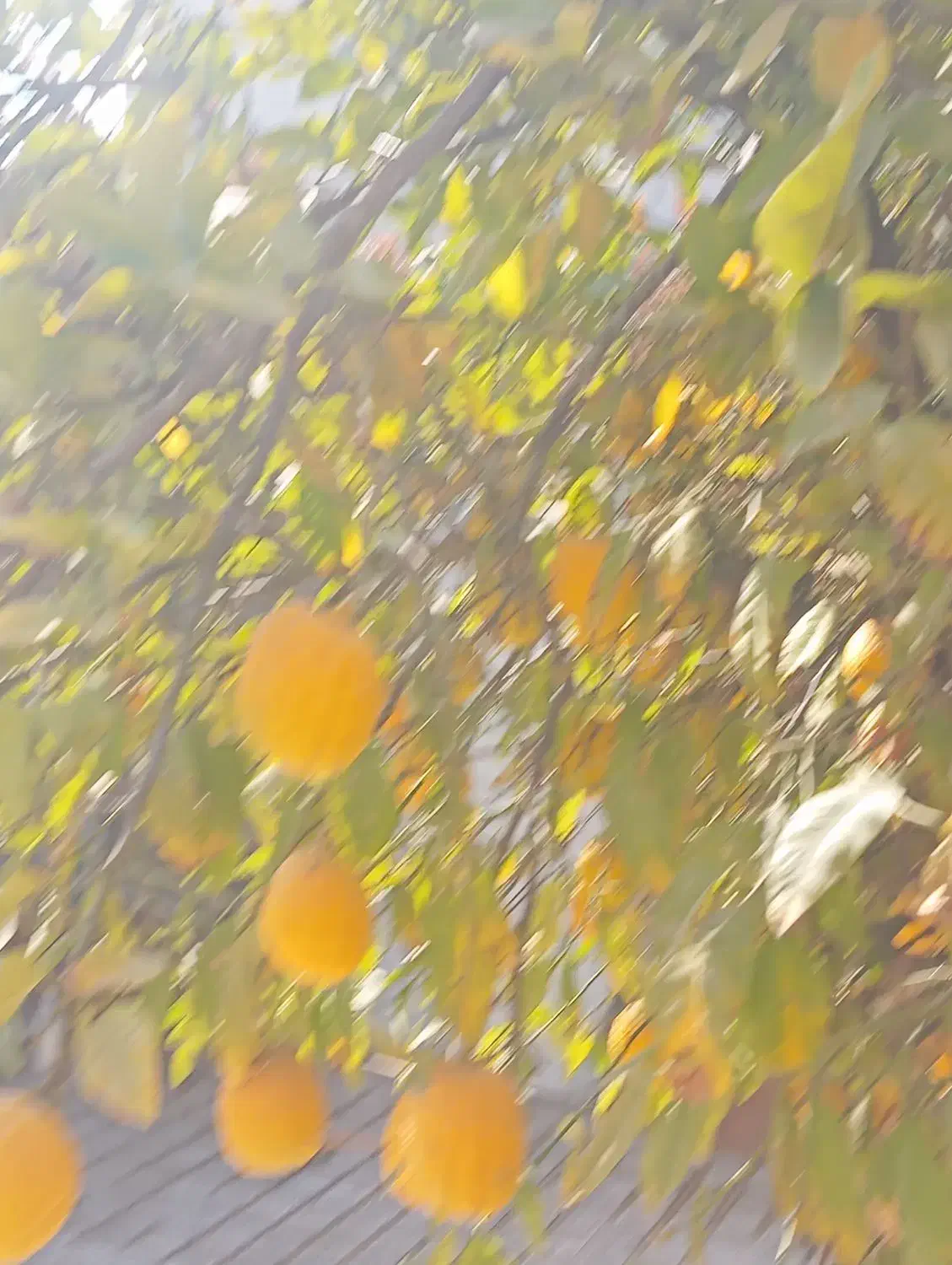 فروش بالنگ ارگانیک|خوردنی و آشامیدنی|مرودشت, شهرک مهدیه|دیوار