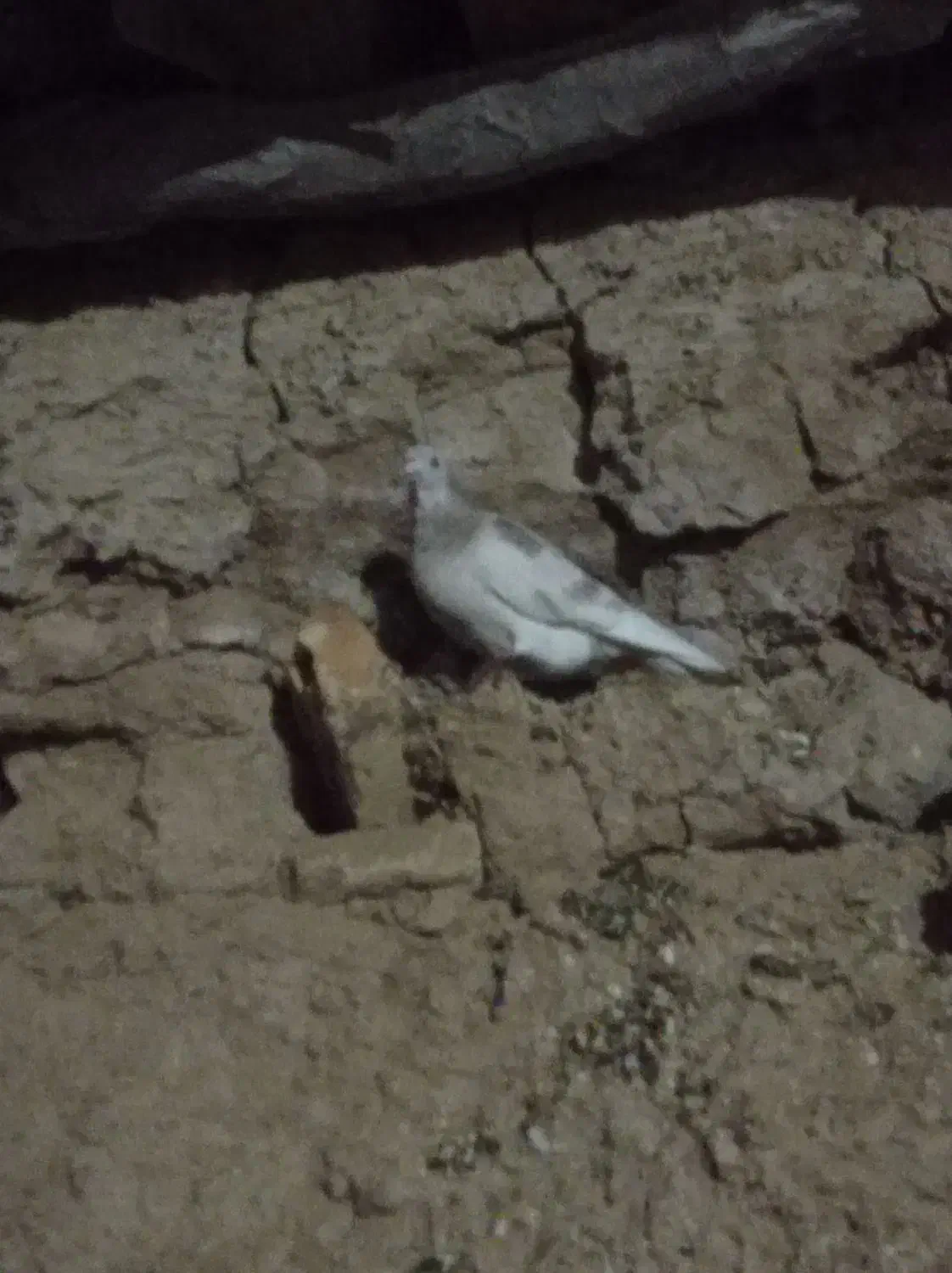 کبوتر|پرنده|جلگه شوقان, |دیوار