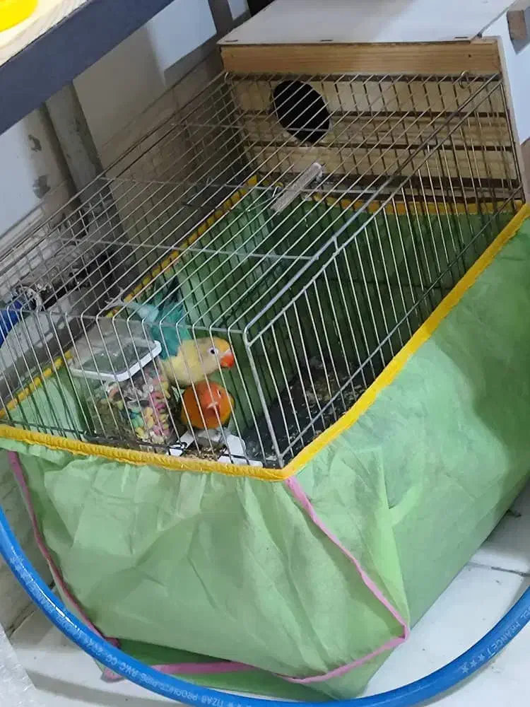 جفت برزیلی یووینگ گلد و پاربلو|پرنده|فردیس, شهرک شهید حسینی|دیوار