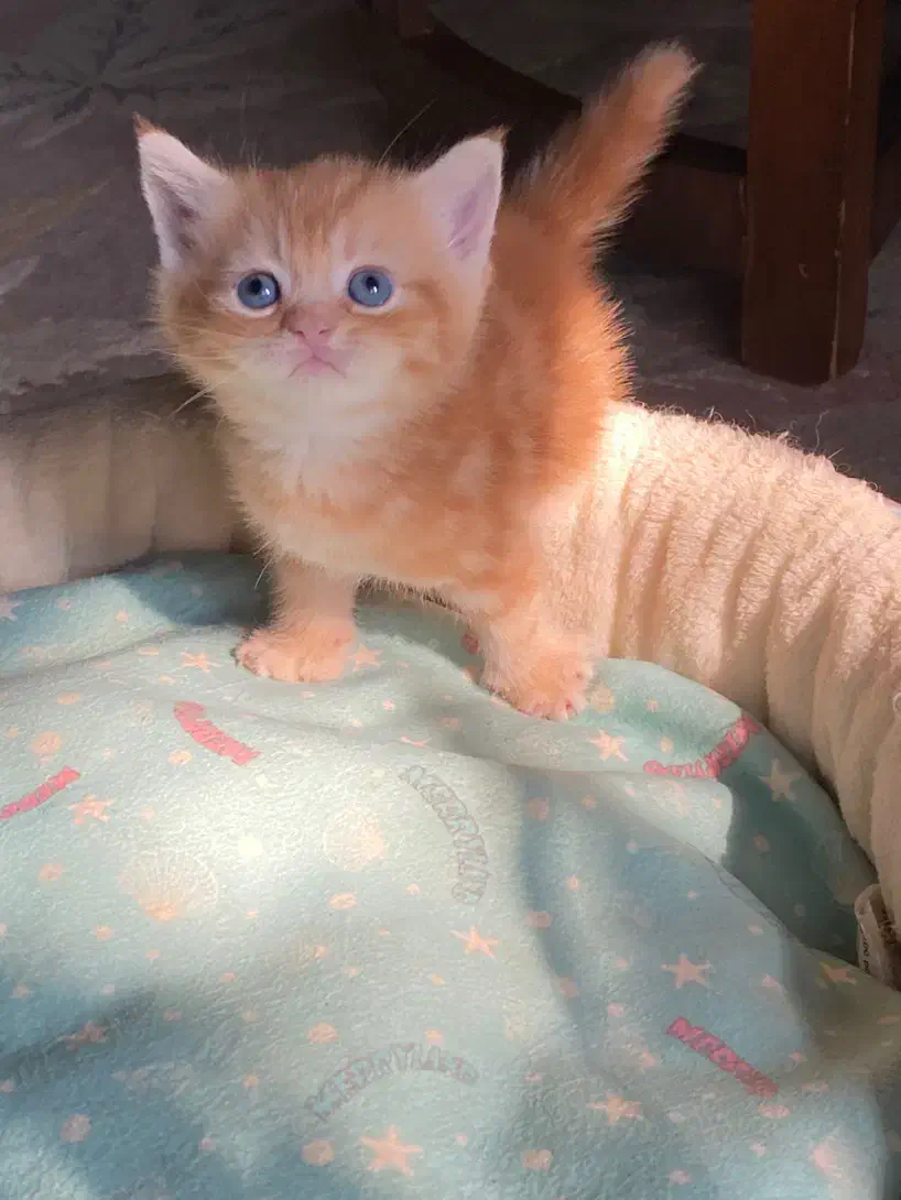 بریتیش و اسکاتیش های رویایی|گربه|رشت, آزادگان|دیوار