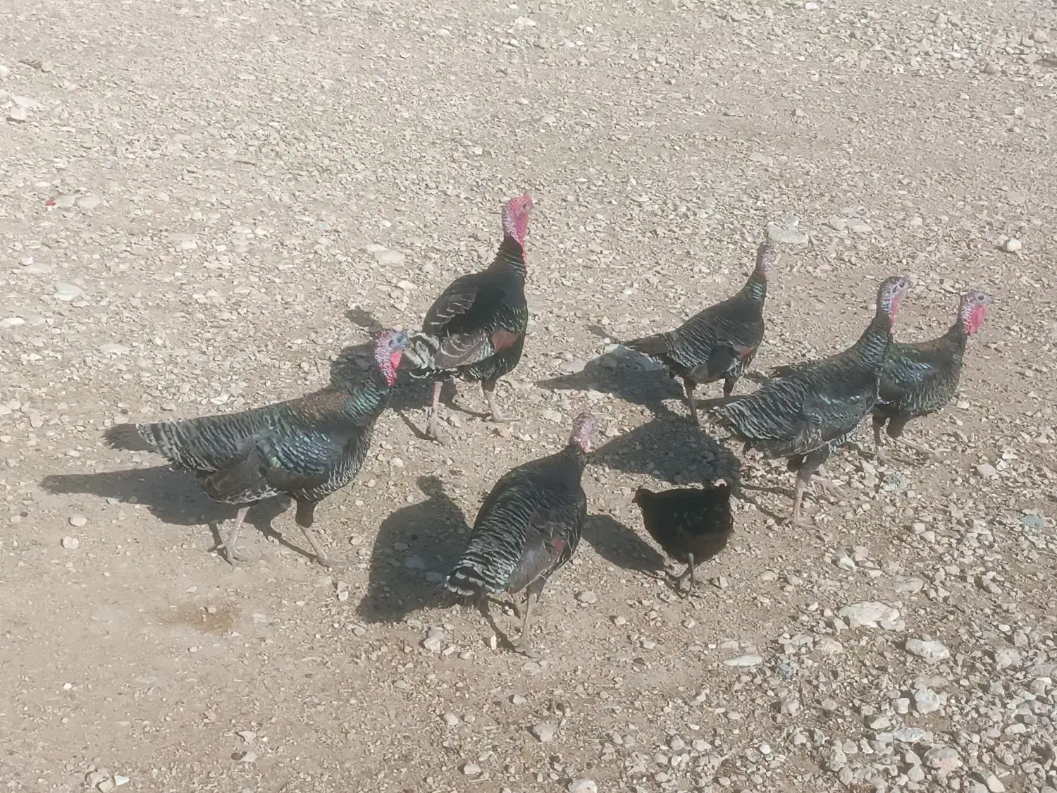 بقلمون|حیوانات مزرعه|جهرم, |دیوار