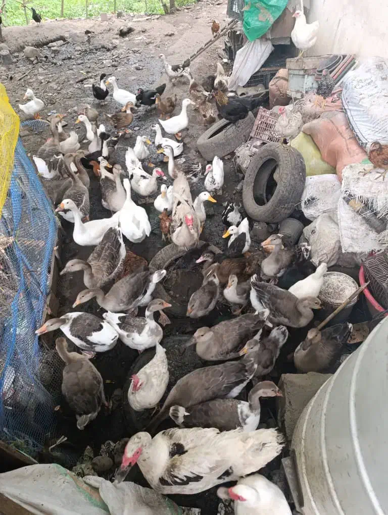 تعدادی 17عدد غاز بفروش میرسد|حیوانات مزرعه|اطاقور, |دیوار