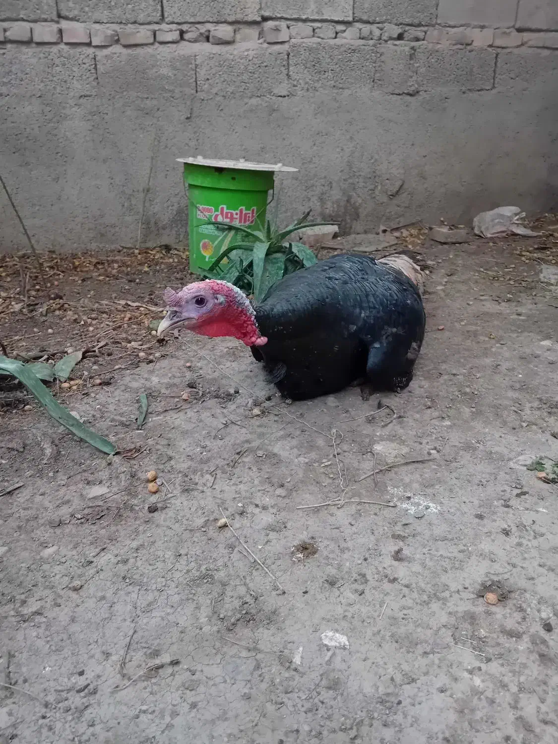 بقلمون|حیوانات مزرعه|آزادشهر, |دیوار