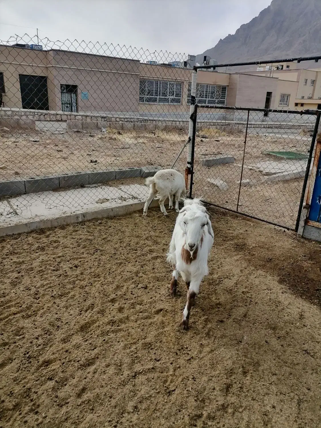 فروش بز|حیوانات مزرعه|شهرکرد, |دیوار