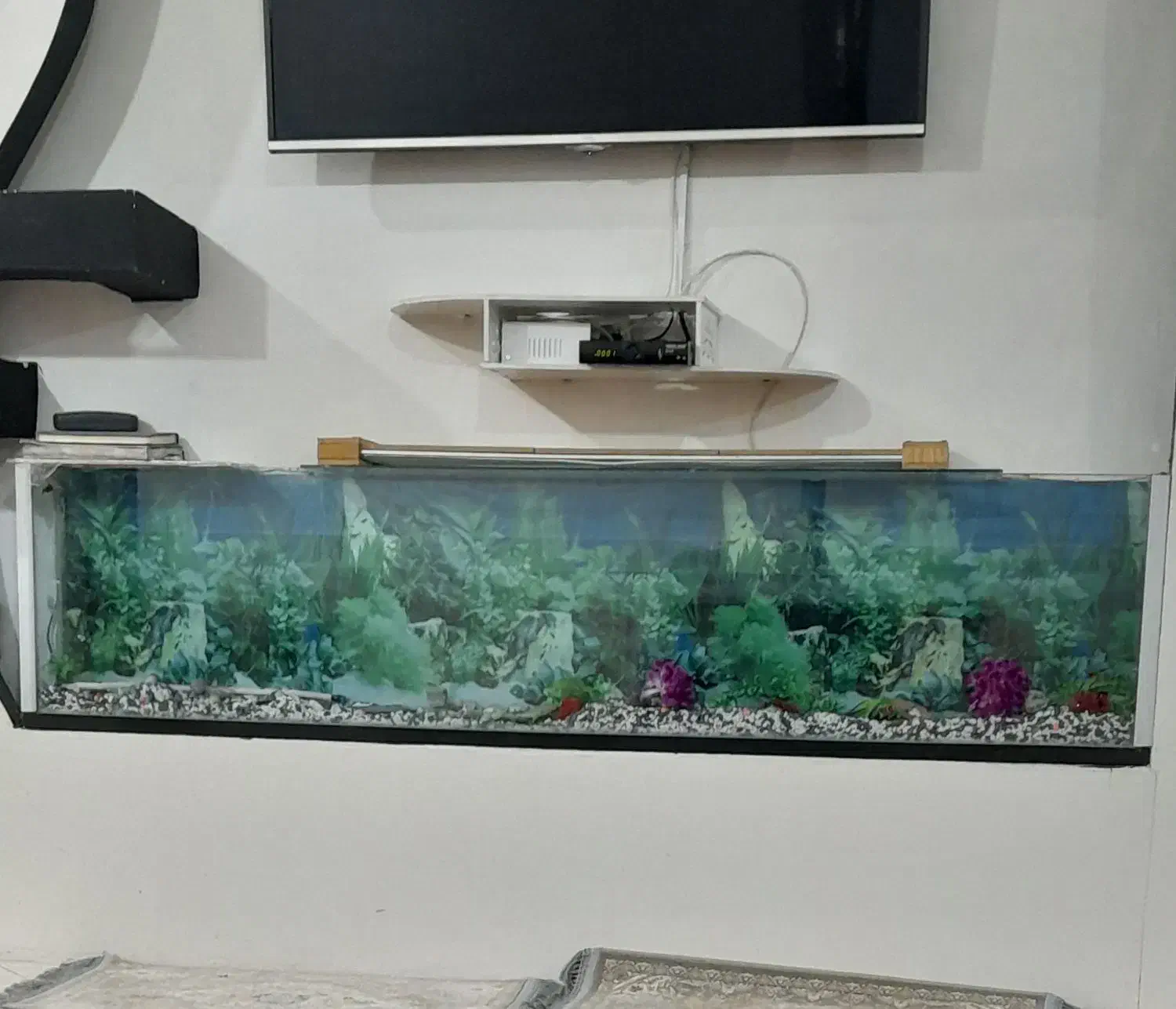 آکواریوم با وسایل کامل|ماهی|شهرکرد, |دیوار