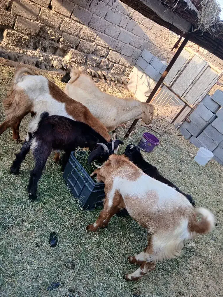 گوسفند فروشی|حیوانات مزرعه|بیکاه, |دیوار