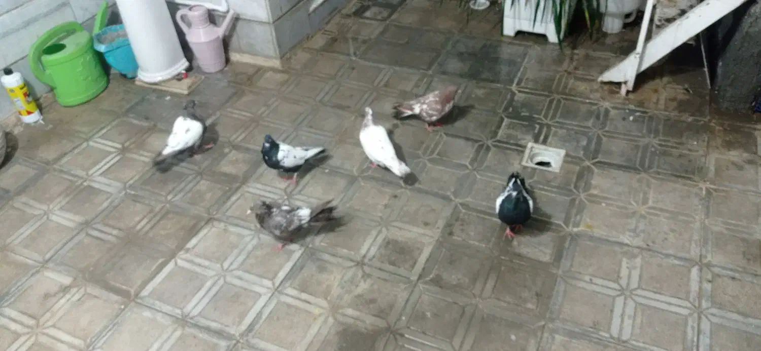 کبوتر|پرنده|مشهد, مقدم|دیوار