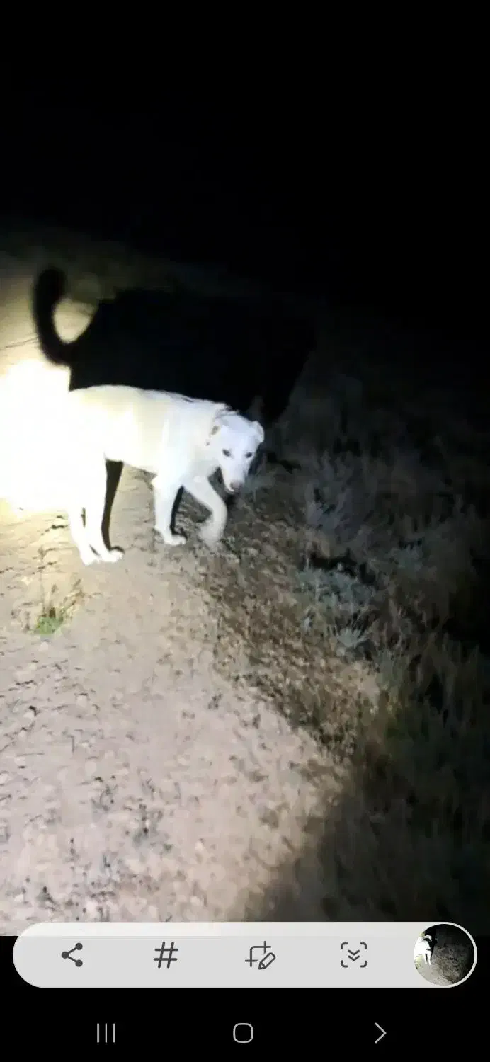 گمشده|حیوانات|شیروان (خراسان), |دیوار