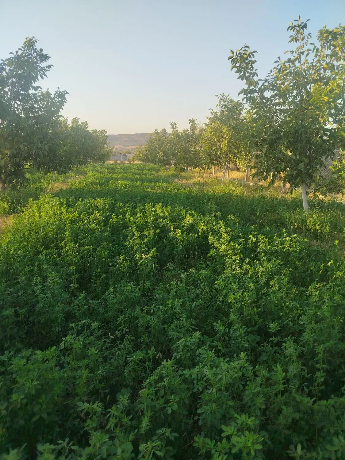 فروش باغ گردو 5700 متری|فروش دفتر صنعتی، کشاورزی، تجاری|شاهین دژ, |دیوار