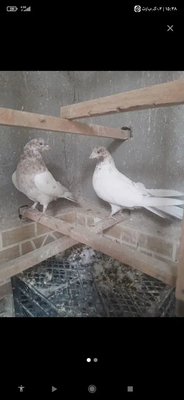 نر و ماده|پرنده|آران و بیدگل, |دیوار