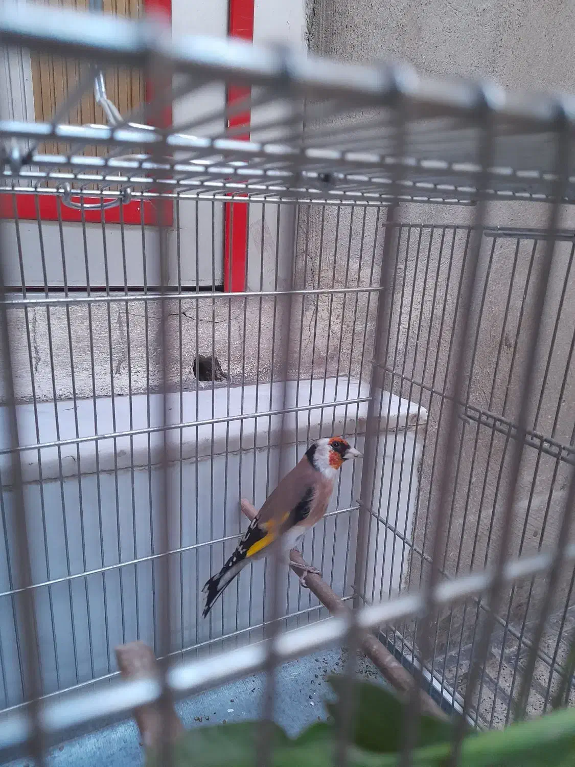 سهره|پرنده|کرمانشاه, |دیوار