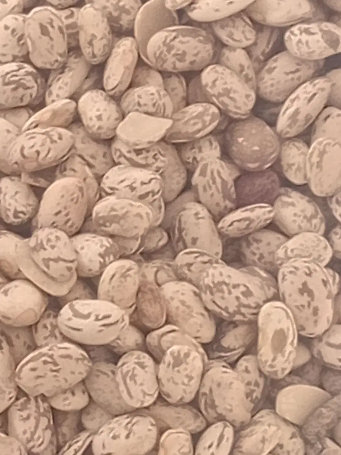 لوبیا چیتی|خوردنی و آشامیدنی|معمولان, |دیوار