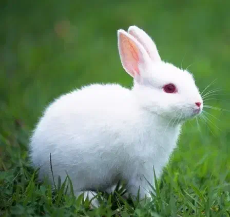 واگذاری رایگان خرگوش همستر خوکچه هندی پرندگان|موش و خرگوش|قم, شاه سید علی|دیوار