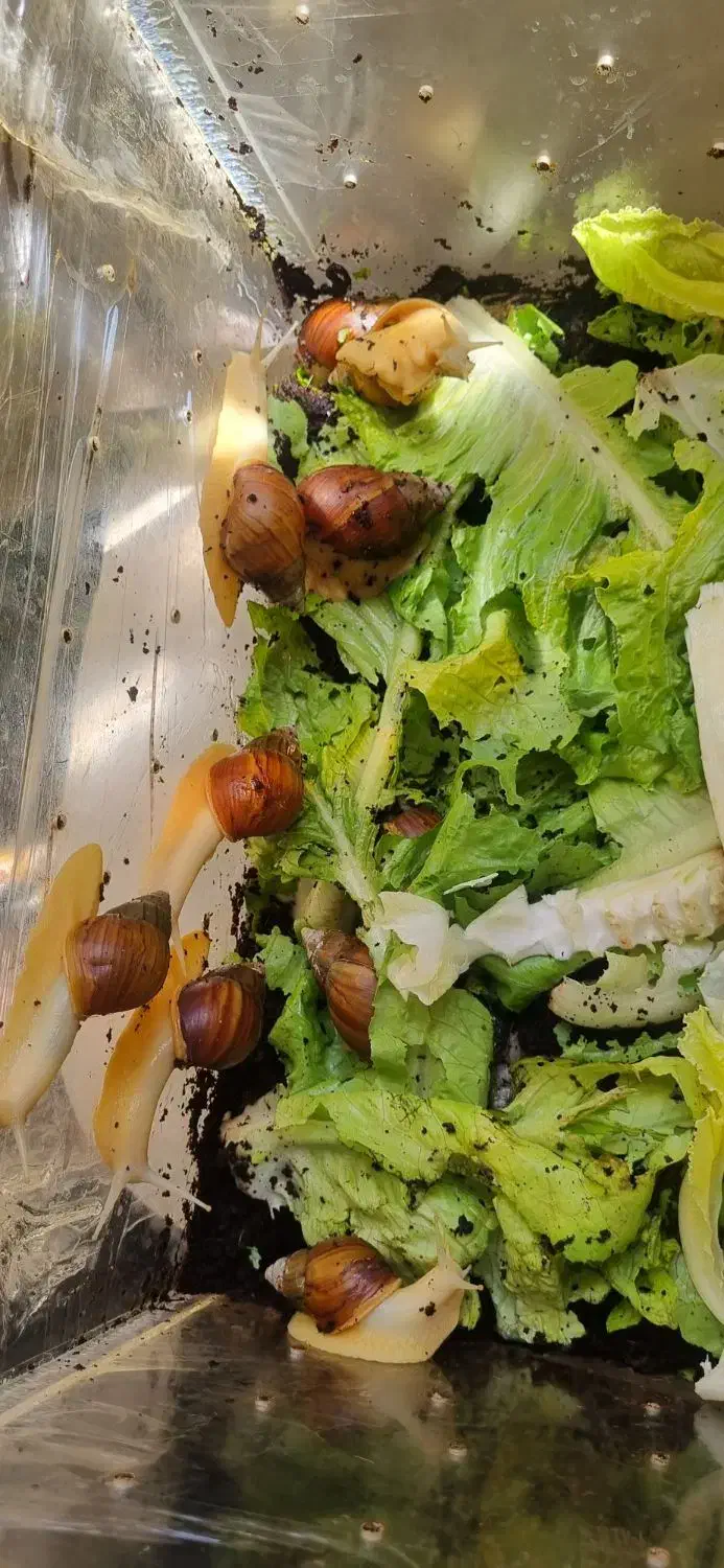 حلزون|خزنده|کرج, دولت‌آباد|دیوار