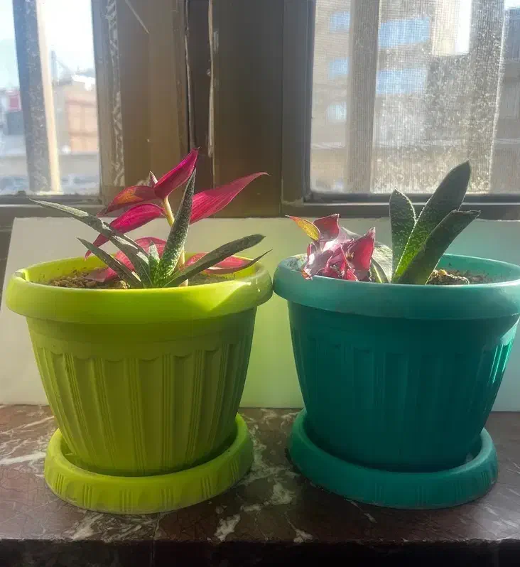 دوعدد گل به همراه گلدان|گل و گیاه طبیعی|اردبیل, |دیوار