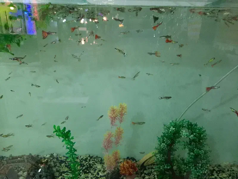 ماهی گوپی|ماهی|فردیس, فردیس|دیوار