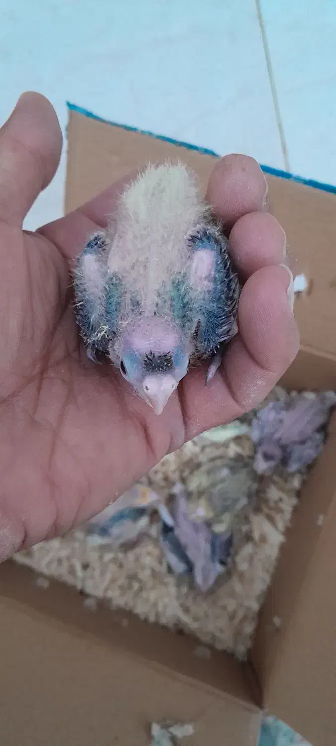 جوجه عروس هلندی سرلاکی|پرنده|داراب, |دیوار