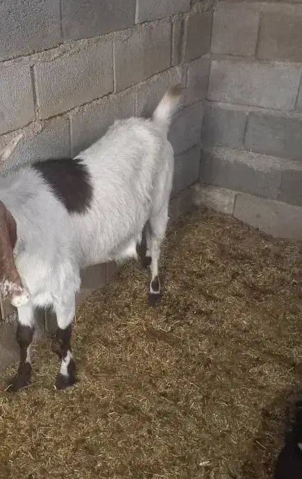 دوغ|خوردنی و آشامیدنی|شیبکوه (فارس), |دیوار