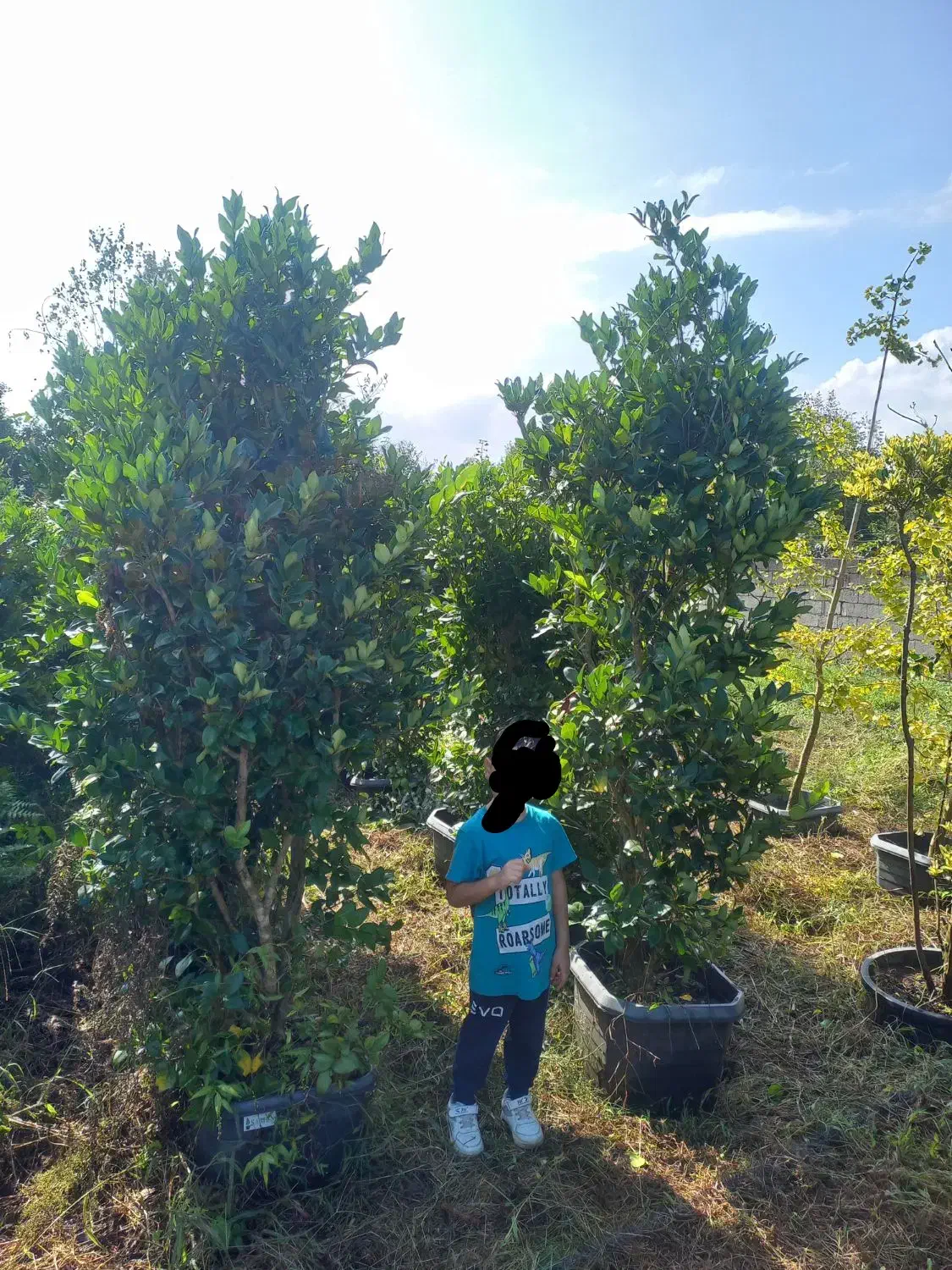 یاس هلندی|گل و گیاه طبیعی|کلاچای, |دیوار