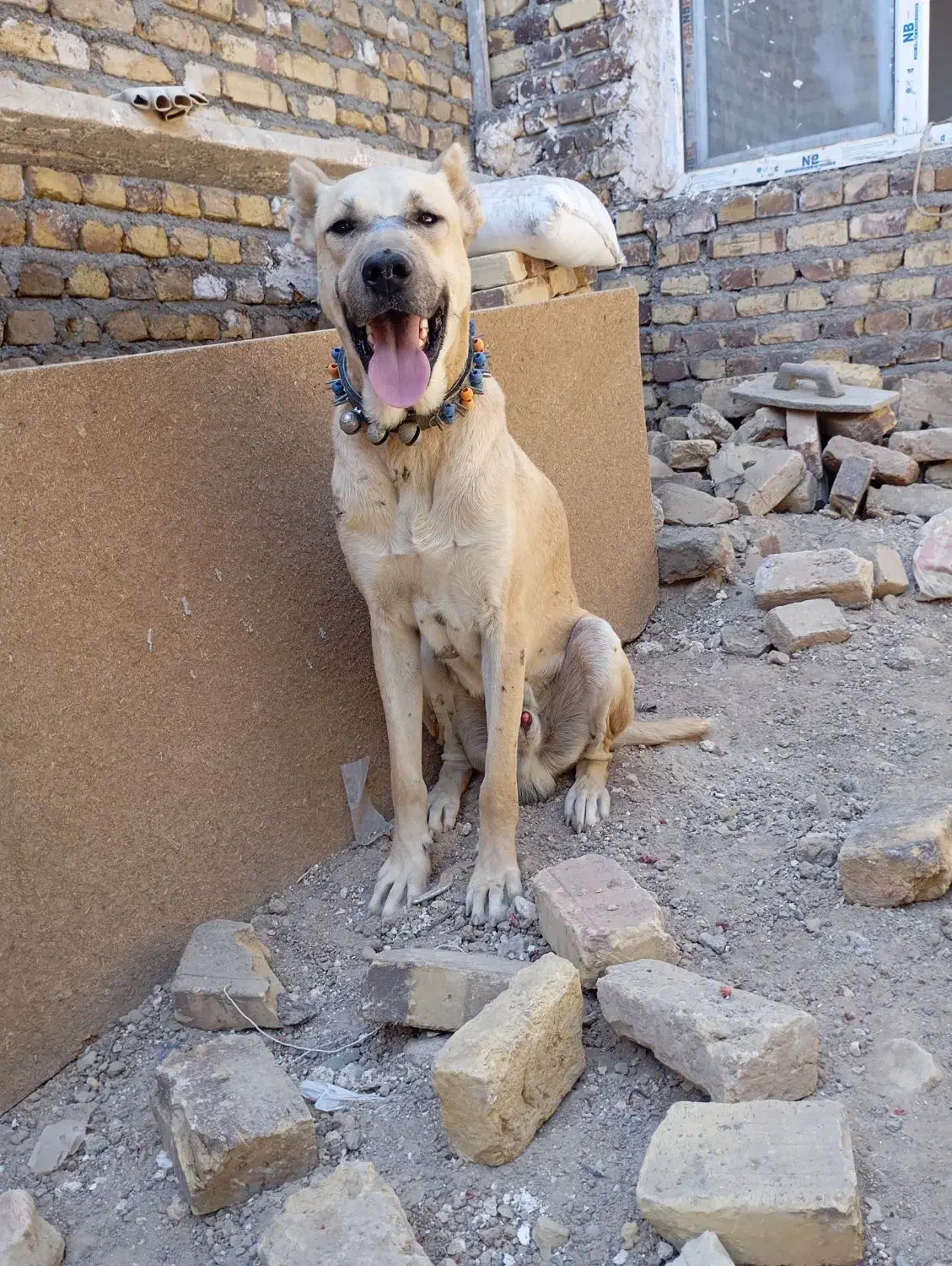 سگ نگهبان و گله زاد دار|سگ|رضویه, |دیوار