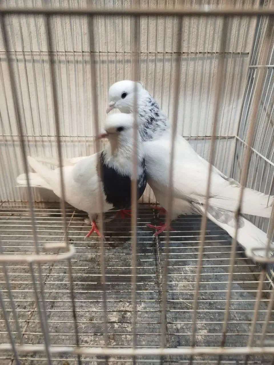 چند جفت طوقی و ۳عدد ساده سیاه|پرنده|مشهد, چهاربرج|دیوار