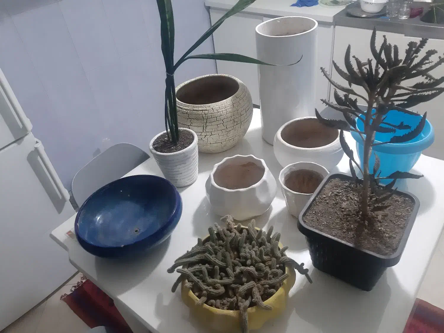 گلدان|حراج|پرند, فاز ۵|دیوار