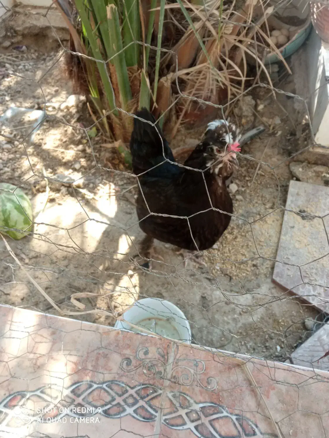 مرغ سلطان ونیمچه مرغ|حیوانات مزرعه|آبدان, |دیوار